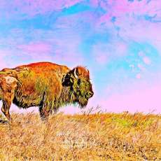 American Bison