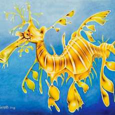 Leafy Sea Dragon