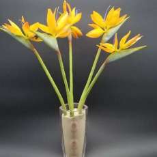 Bird of Paradise Flower