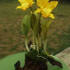 Yellow Cattleya Orchid
