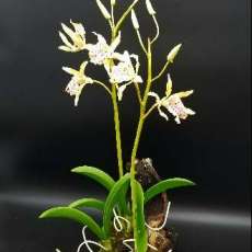 Clay Flower Handmade