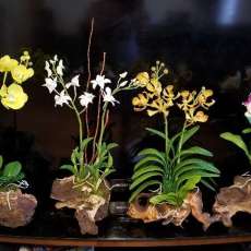 Handmade Clay Flowers