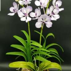 Vanda Orchid