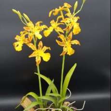 Oncidium Type Orchid
