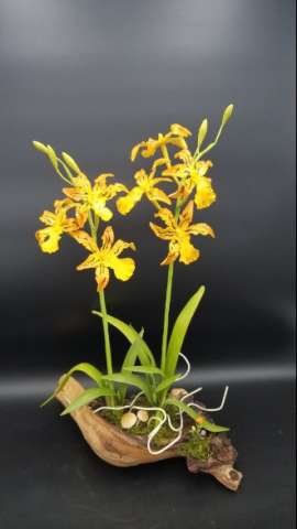 Oncidium Type Orchid