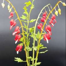 Bleeding Heart Flower