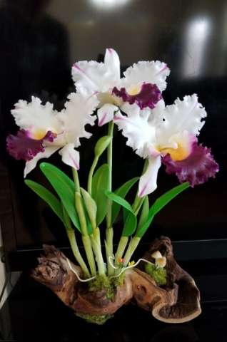 Cattaya Orchid