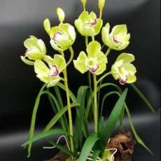 Cymbidium Orchid