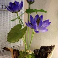 Dark Blue Water Lily