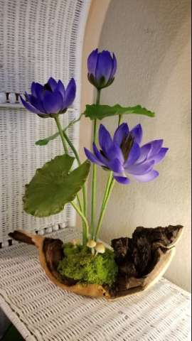 Dark Blue Water Lily