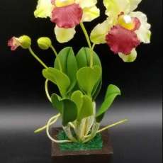Cattaya Orchid ( Midium)