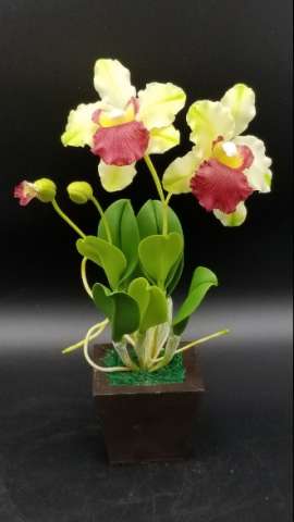 Cattaya Orchid ( Midium)
