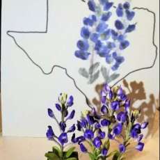 Blue Bonnet