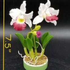 White Cattaya Orchid