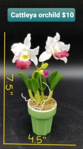 White Cattaya Orchid