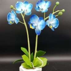 Phalaenopsis ( Blue)
