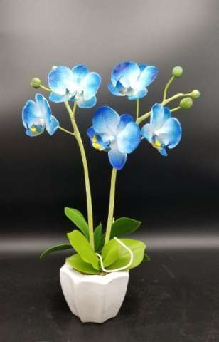 Phalaenopsis ( Blue)