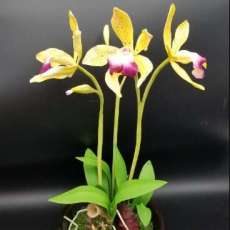 Cattaya Aclandia Orchid