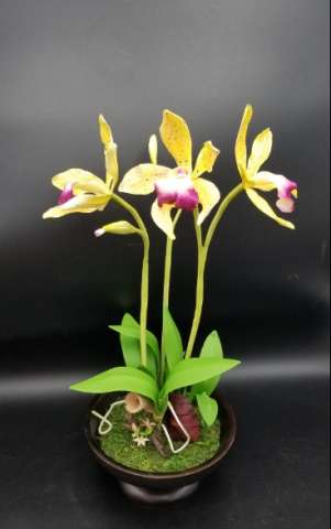 Cattaya Aclandia Orchid