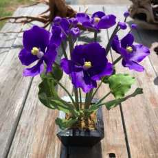 African Violets
