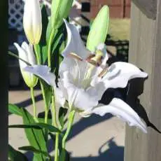 White Lily