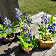Blue Bonnet