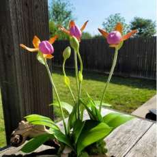 Pink Lady's Slipper