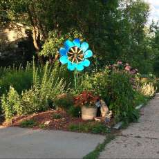 Blue-Eyed Grass Windflower