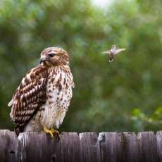 Hawk and Hummer