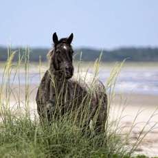 Nibblin' on Sea Oats, Watching the Sun Bake