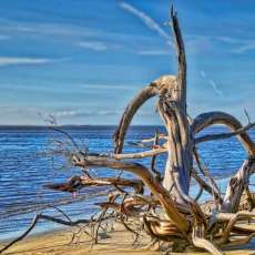 Driftwood of Jekyll Island