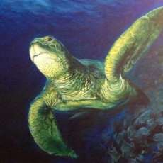 Sea Turtle