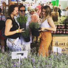 Lavender Festival
