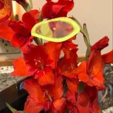 Sharpedgeglow Frosted Disc With Gladiiolus