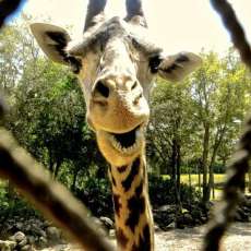 Giraffe