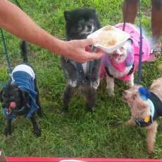 Don'T Forget the Pooches on Hot Days!