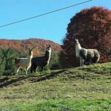 Maestro and His Friends