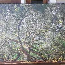 Angel Oak