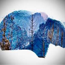 Glacier Grizzly Double Image