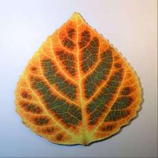 Medium Brown, Green, Orange, Red, & Yellow Aspen Leaf 2