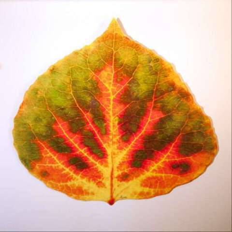 Medium Green, Orange, and Red Aspen Leaf 2