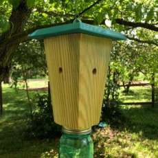 Carpenter Bee and Wasp Trap