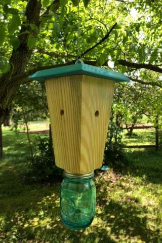 Carpenter Bee and Wasp Trap