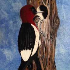 Woodpecker
