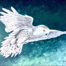 Snow Owl