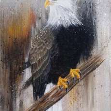 American Bald Eagle
