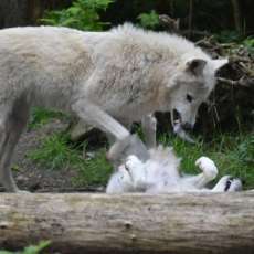 Wolves at Play