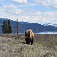 Bison in Yellowstone