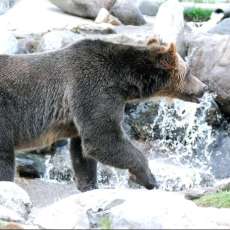 Grizzly Fishing
