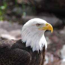 Bald Eagle in West Yellowstone